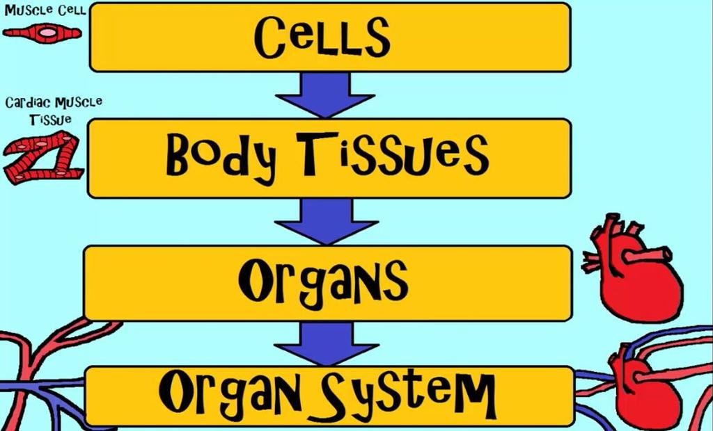 Big Idea 3.0 Your health depends on the effective functioning of your interdependent organ systems.