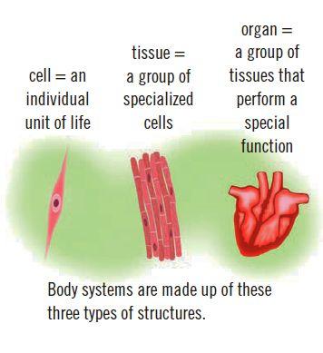 certain task or function is called an organ system The body s organ system are: Circulatory System (p.45) Respiratory System (p.46) Digestive System (p.46) Nervous System (p.47) Excretory System (p.