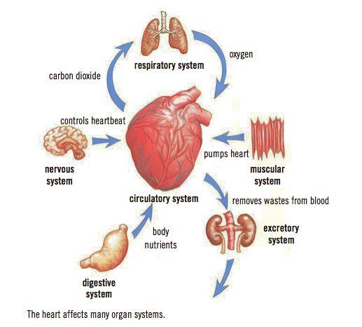 The Interdependence of Your Organ Systems Your body s organ systems work together as a single unit to carry out all the functions that are vital to your survival Each system depends on others to