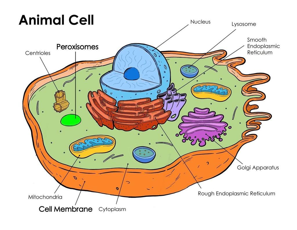 Cell Structures and Their Functions There 2 types of cells 1.