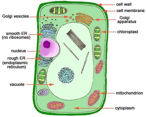 Eukaryotic Cells includes animals and plants Important