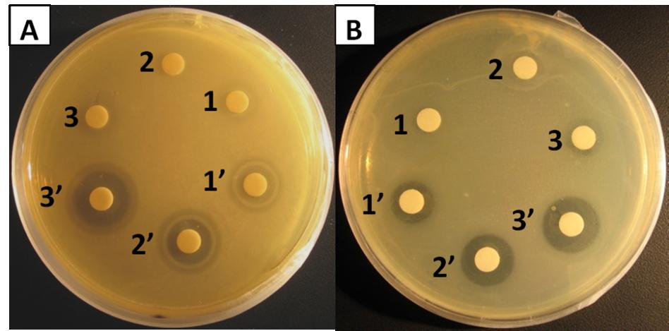 Figure S7. Results of disk-diffusion assays using (A) S. typhimurium and (B) E. coli. Disks 1, 2, and 3 represent 2.5, 5.0, and 7.5 µg of PenG added in soluble form, respectively.