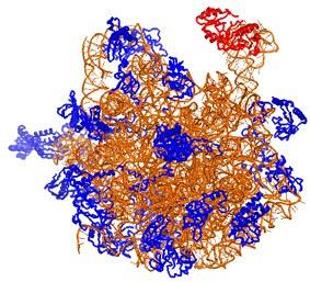 Ribosomal protein L1 (rpla) 234 amino acids Binds to 23S rrna Ejection of deacetylated