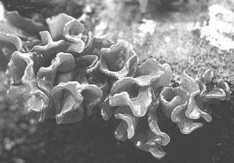 other fungi; produce small, or no basidiocarp. - some spp.