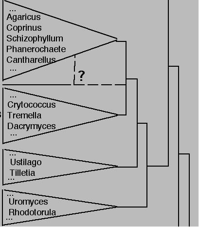 Basidiomycota: major evolutionary groups Auricularia (ca. 1,200 known spp.) Ustilaginomycotina smuts (ca.