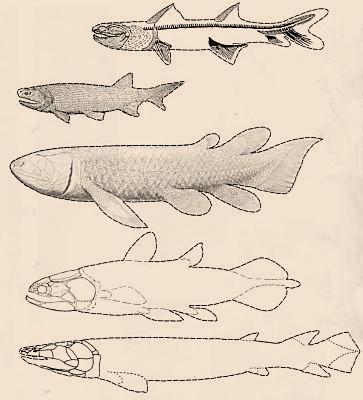 Reconstructions of ancient fish found as fossils in the Devonian rocks (360-390 Ma) on the NSW South Coast.