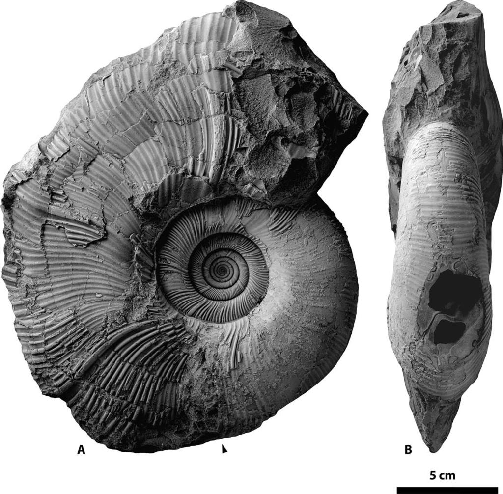 50 Yasunari Shigeta and Tomohiro Nishimura Figure 3. Gaudryceras hobetsense Shigeta and Nishimura sp. nov., HMG-1573 (holotype), from the Hobetsu area, Hokkaido.