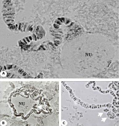New evidence for nucleolar dominance in hybrids of D. arizonae and D. mulleri 635 A B C Figure 1. Lacto-acetic orcein-stained salivary gland of male hybrids (Drosophila arizonae (AR) females and D.