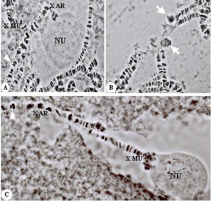 C.I. Oliveira et al. 636 A B C Figure 2. Lacto-acetic orcein-stained salivary glands of female hybrids (Drosophila arizonae (AR) females and D.