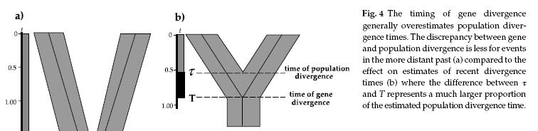 Gene Divergence vs.