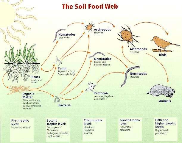 Soil Food Web - Organisms Micro & Macroscopic Decomposition of Organic Matter Animals Living in Soil