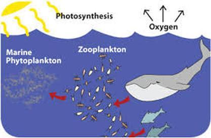 Marine Ecology Ecology is the interaction between organisms and their