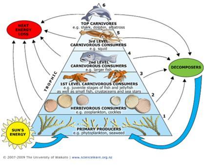 Energy in Ecosystems Food Chain: shows the flow of energy in an ecosystem.