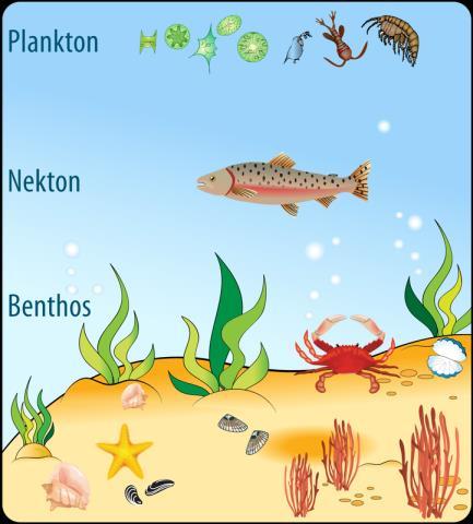 Major Marine Environments Benthos live in or on the bottom sessile (attached) or move about on the bottom.