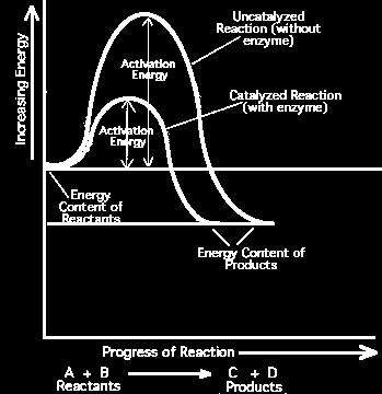 Catalysts are substances that lower the amount of activation energy required less energy is needed for a reaction to be
