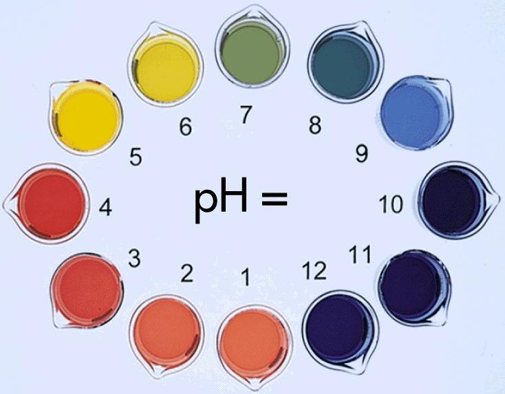 Universal Indicator is used to give the ph The Universal Indicator is similar to the Litmus paper in that the acids turn the indicator mostly red and the bases turn the indicator mostly blue.