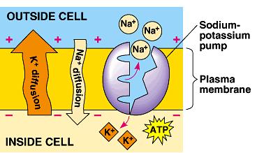 How does the nerve re-set itself?! Sodium-Potassium pump active transport protein in membrane!