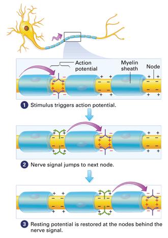 Voltage-gated sodium channels are restricted to gaps in between myelin sheaths =