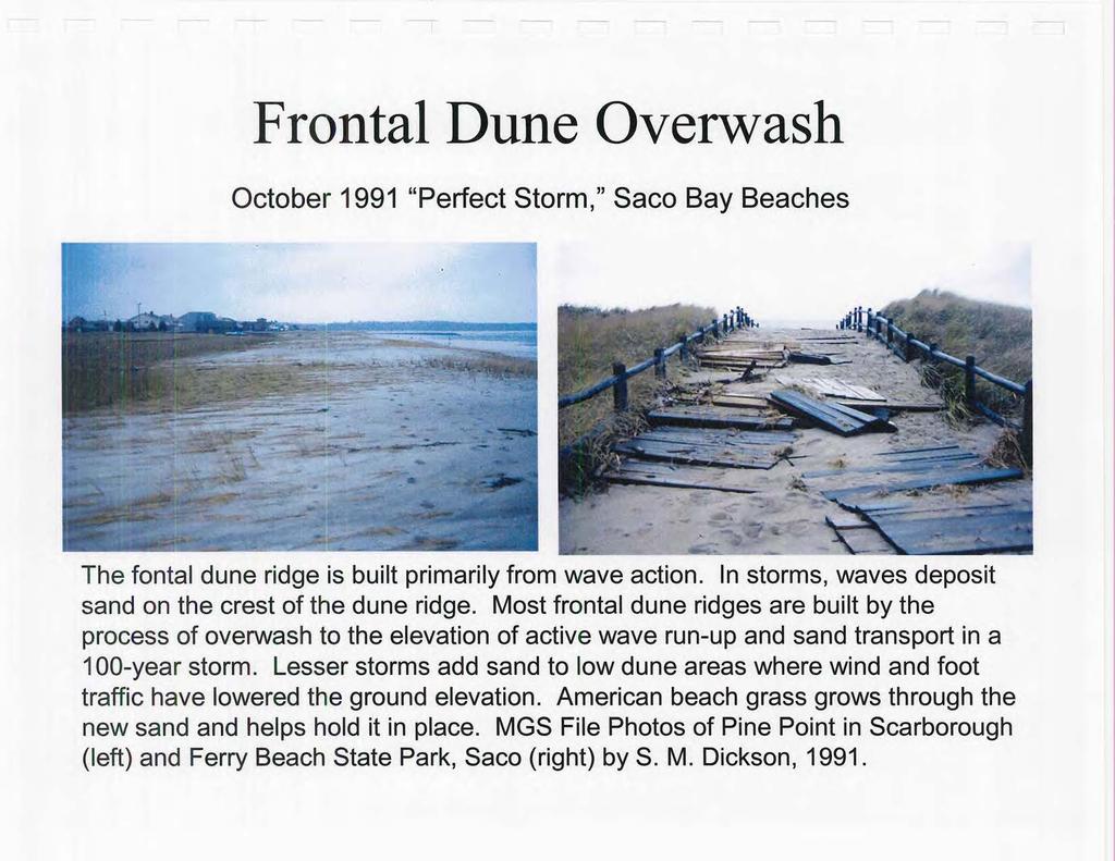 Frontal Dune Overwash October 1991 "Perfect Storm," Saco Bay Beaches The fontal dune ridge is built primarily from wave action. In storms, waves deposit sand on the crest of the dune ridge.