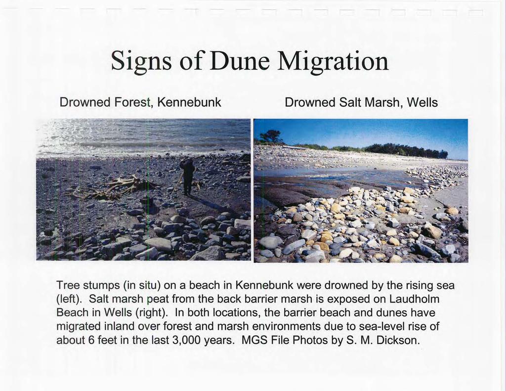 Signs of Dune Migration Drowned Forest, Kennebunk Drowned Salt Marsh, Wells Tree stumps (in situ) on a beach in Kennebunk were drowned by the rising sea (left).
