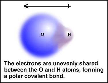 Electronegativity Polar covalent bonds: the atoms involved have different