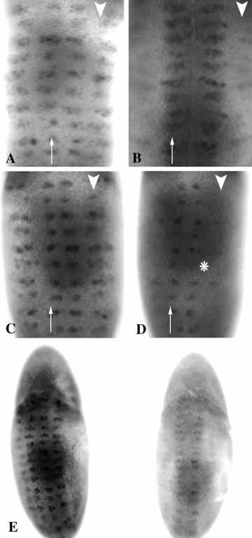 4224 P. M. Overton and others Fig. 3. Lateral Achaete expression is lost in SoxNeuro mutant embryos.
