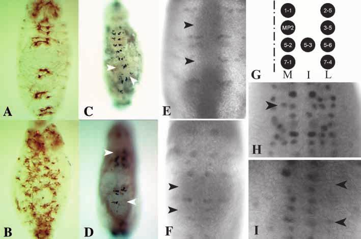 Sox gene function in the Drosophila CNS 4225 Fig. 4. SoxNeuro; Dichaete double mutant embryos are far more severely affected than either single mutant.