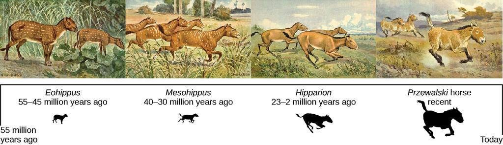OpenStax-CNX module: m45491 2 Figure 1: This illustration shows an artist's renderings of these species derived from fossils of the evolutionary history of the horse and its ancestors.