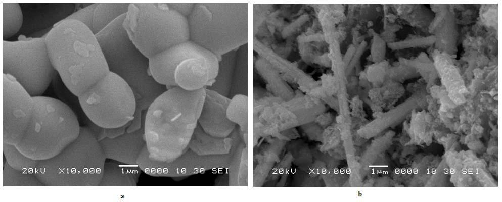 303 Fig. 5. XRD pattern of a) PbS particles, b) Co 2+ doped PbS nanoparticles 3.6 SEM Analysis The morphology of the lead sulphide nanoparticles is decided by SEM images.