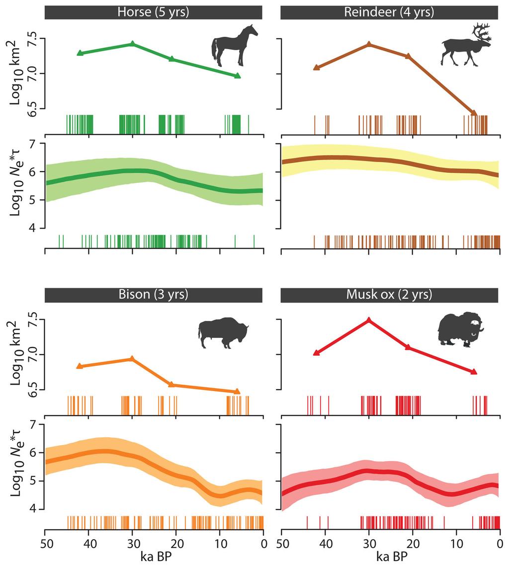 Lorenzen et al. Page 14 Figure 2. Temporal changes in global genetic diversity and range size in horse, bison, reindeer and musk ox.