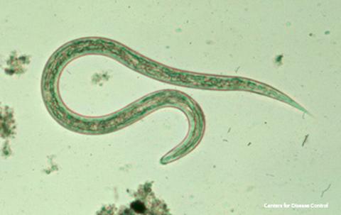 Parasitism and Herbivory Parasitism: One organism (the parasite)