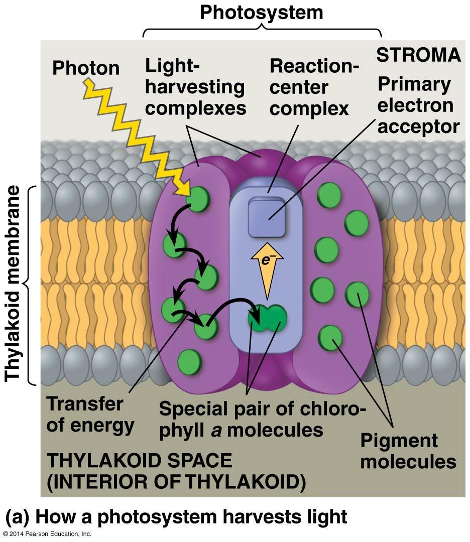 Phtsynthesis: The light reactins cnvert slar energy t the chemical energy f ATP and NADPH 10.