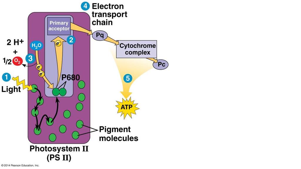 Phtsynthesis: The light reactins cnvert slar energy t the chemical energy f ATP and NADPH 10.2 During the light reactins, there are tw pssible rutes fr electrn flw: linear and cyclic 4.