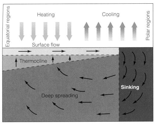 Thermohaline Circulation Thermohaline Conveyor Belt
