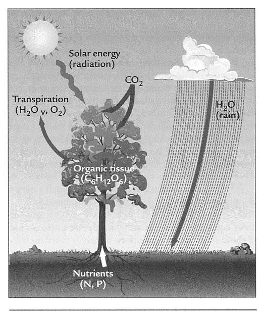 Energy Balance Surface Water Balance Vegetation (Canopy)