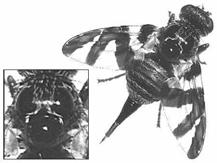Tephritid flys are mimics of salticid spiders.