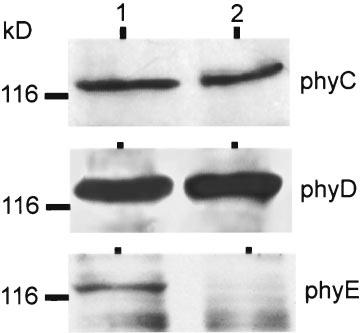 The nucleotide deleted in the phye-1 sequence is boxed in the PHYE sequence.