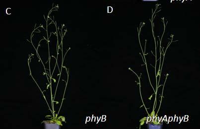 Architectural analysis revealed that WT and phya had similar numbers of rosette branches under low light.