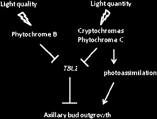 outgrowth regulation by light quality and