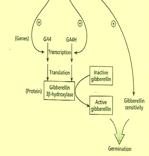 sensitivity to gibberellins. The interaction between phytochrome and gibberellins during germination.