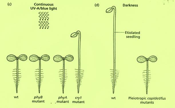 response to UV-A/ blue light requires cry1 (c). (d) in darkness, wild type seedlings are etiolated and photomorphogenesis is suppressed.