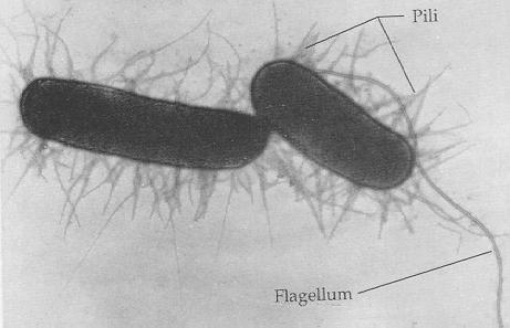 Archaea and Bacteria Prokaryotes
