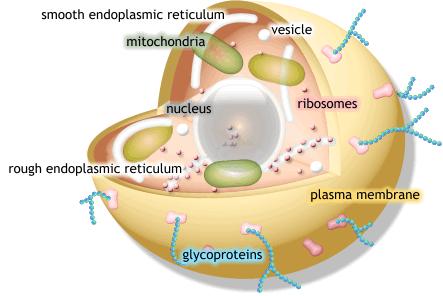 Eukaryotes DNA segregated in a cell nucleus double strands of DNA organelles - symbiotes of bacteria sexual reproduction