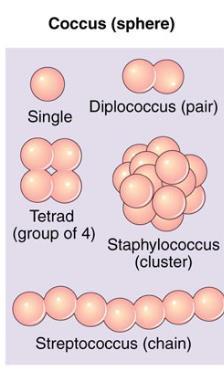 Cocci CUBE OF 8 = Sarcina Examples: Staph infections, Strep throat bacteria, etc.