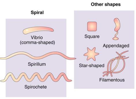 at each end; Spirochetes are thin and flexable, with an internal flagella called
