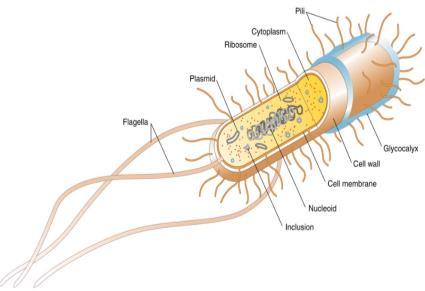 Bacteria: Structure From the outside to the inside of the cell Bacterial flagella Provide motility Rotate (clockwise/countercwise) Embedded in cell wall,