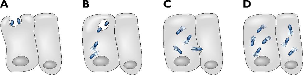 Chemotaxis For example: If bacteria encounter food, the organisms stay around the same area (see A above).