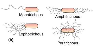 TYPES OF FLAGELLA Monotrichous: one flagellum at one end Amphitrichous: flagella at both ends Lophotrichous:
