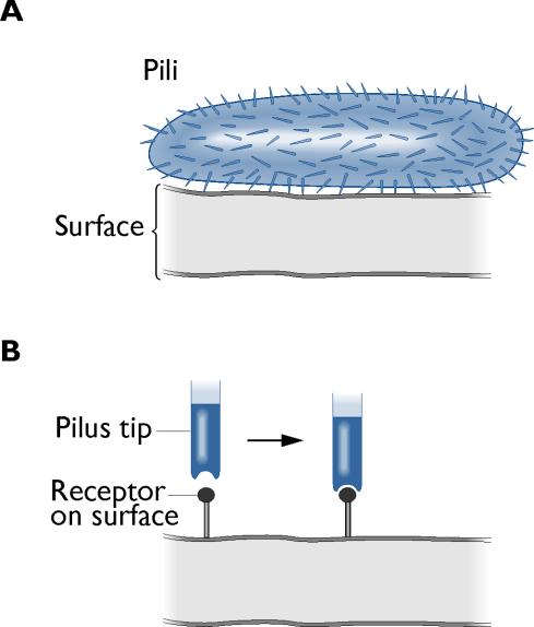 Binding of pili to host cells Note that the tips of pili contain proteins that dock down and lock on to receptor