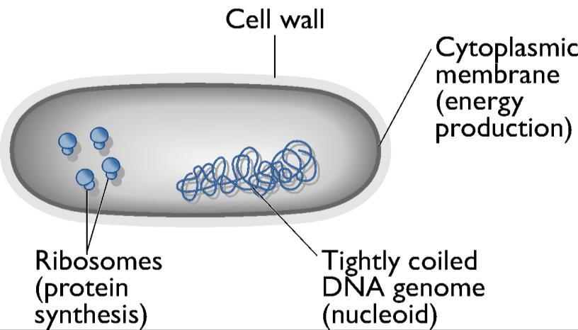 Two types of Cellular Organization Eukaryotic cells DNA surrounded by a membrane/envelope =>cell nucleus Prokaryotic cells DNA not surrounded